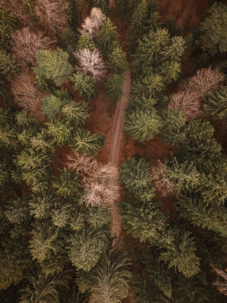 Skog/terräng